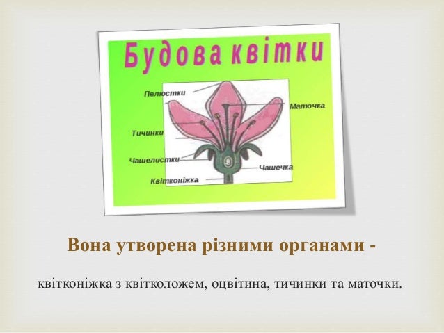Реферат На Тему Квіти І Комахи Реферат На Тему Квіти І Комахи